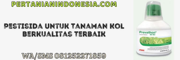 pestisida,tanaman,kol,tanaman kol,kubis,tanaman kubis